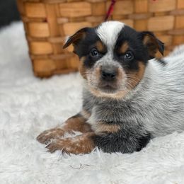 FROSTY, beautiful masked blue male - Blue male Australian Cattle Dog puppy in Kalispell, Montana from BTR Australian Cattle Dogs