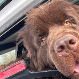 Ember - Newfoundland