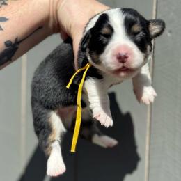 Taz fluffy (gold) - Black and tan male American Corgi puppy in East Oakdale, California from Rhettro Kennels