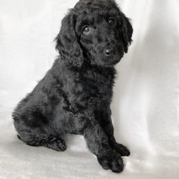 Bernedoodle Puppies from Bruce and Emma Doodles