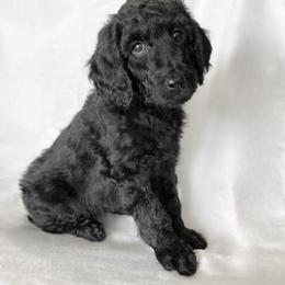Bernedoodle Puppies from Bruce and Emma Doodles