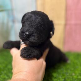 Gator - Black male Miniature Schnauzer puppy in Lufkin, Texas from C&K’s Schnauzer House