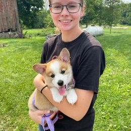 Pembroke Welsh Corgi Puppies from Indiana Corgis LLC