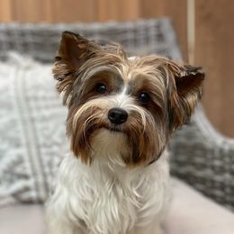 Sunshine - Yorkshire Terrier