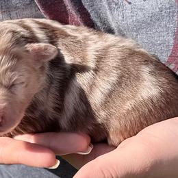 Dreamfyre - Red merle female Australian Shepherd puppy in Kokomo, Indiana from North Central Aussies