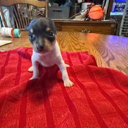 Pup C - White black and tan male Toy Fox Terrier puppy in Clermont, Florida from Debbie Hiles's Toy Fox Terriers