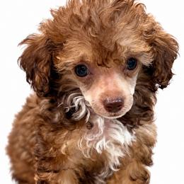 Lixira's Essence - Phantom female Poodle puppy in Sumter, South Carolina from Lixira Poodles LLC