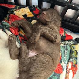 Goldendoodle Puppies from Sweetgrass Goldendoodles of Moncks Corner