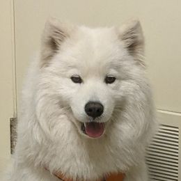 Karen - Samoyed