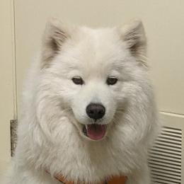 Karen - Samoyed