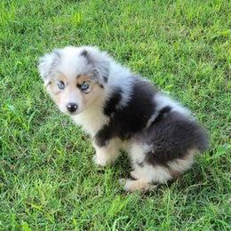 Maya - Australian Shepherd
