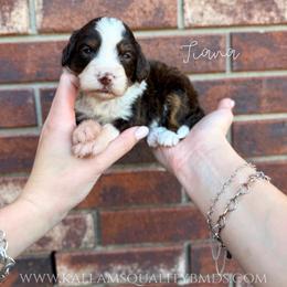 Tiana - Brown and white female Bernedoodle puppy in Owasso, Oklahoma from Kallams Bernedoodles & Bernese Mountain Dogs