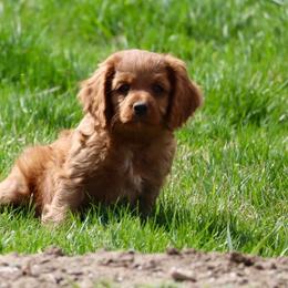 Clover - Red male Cavapoo puppy in Malad City, Idaho from FreckledCowgirlPuppies