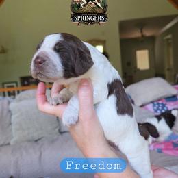 Freedom - Liver white and roan male English Springer Spaniel puppy in Ocoee, Tennessee from Ocoee Mountain Springers