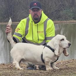 Glacier - Basset Hound