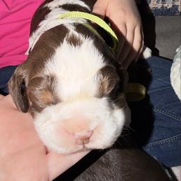 Green - Liver and white male English Springer Spaniel puppy in Wells, Vermont from Everyday Sunshine Springers