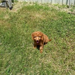 Flounder - Red  male Goldendoodle puppy in Bells, Texas from Partridge Doodles and Poodles