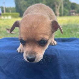 Oakley - Red male Chihuahua puppy in Scranton, South Carolina from The Magnolia Pawlor, LLC
