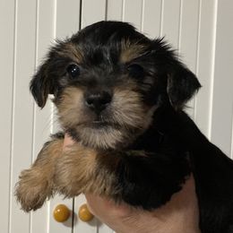 Assorted Doodle Crosses, Double Doodle, Maltipoo, Morkie, and Yorkipoo Puppies from Danza Bolo