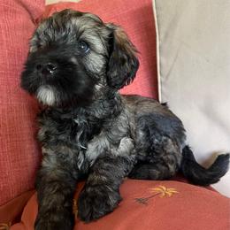 Girl 2 - Brown female Whoodle puppy in Concord, North Carolina from RockyRiverWhoodles