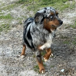 Wags - Miniature Australian Shepherd