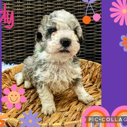 Boy 4 - Blue merle Bernedoodle puppy in Ohio from Mini Doodle Buddies