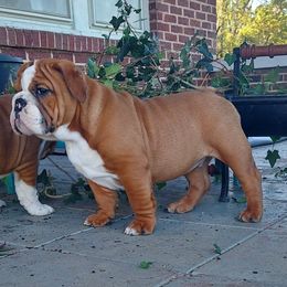 Bulldog Puppies from Flobama English Bulldogs