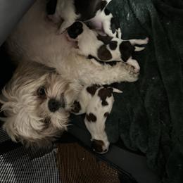 Shih Tzu puppies from London's puppies