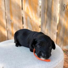 Girl 4 - Phantom female Bernedoodle puppy in Wamego, Kansas from Doodles of Oz