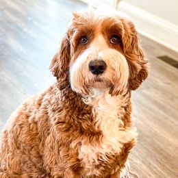 Finley  - Goldendoodle