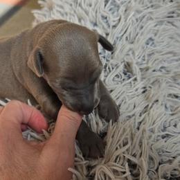 Girl 3 - Blue fawn female Italian Greyhound puppy in Brooksville, Florida from Fisher Link
