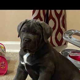 Cane Corso Puppies from Forza Cane Corso