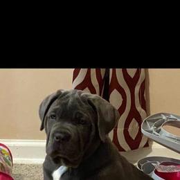 Cane Corso Puppies from Forza Cane Corso