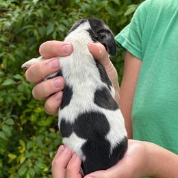 Female 1 - Black brown and white female Basset Hound puppy in Lindley, New York from Hill Top Basset Hounds & Cane Corso