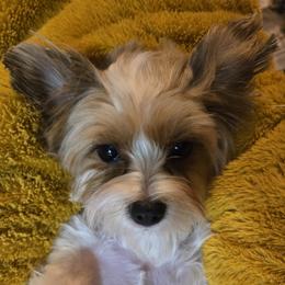 Essie - Yorkshire Terrier