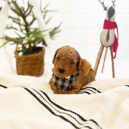 Goldendoodle Puppies from Proctor’s Petite Goldendoodles