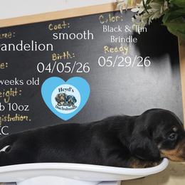 Dandelion - Black and tan male Dachshund puppy in Hoquiam, Washington from Heyd's Mini Dachshunds
