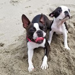Boston Terriers from Hula Girl's Bostons