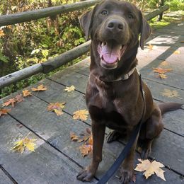 River - Labrador Retriever