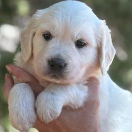 Girl 1 - Light golden female Golden Retriever puppy in Lake Hughes, California from Golden Hills Retrievers