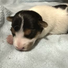 Girl 4 - Tri-color female Jack Russell Terrier puppy in Yakima County, Washington from Saddle Rock Kennels