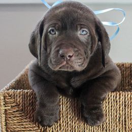 Labrador Retrievers from Little River Labradors
