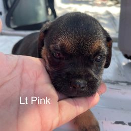 Light pink collar - Blue and tan female Border Terrier puppy in Lincoln, California from Jessica’s Border Terriers