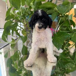 Bali - Parti female Poodle puppy in Los Angeles, California from Exquisite Doodles