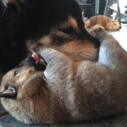 Shiba Inu Puppies from Rodel Shibas
