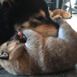 Shiba Inu Puppies from Rodel Shibas
