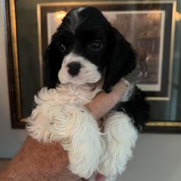 Cocker Spaniel Puppies from Dovecreek Cockers