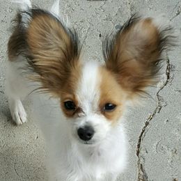 Papillons from JBar Papillons