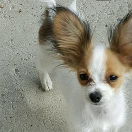 Papillons from JBar Papillons