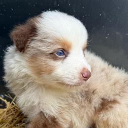 Inferno - Red merle male Australian Shepherd puppy in Stanford, Kentucky from Red Feather Aussies